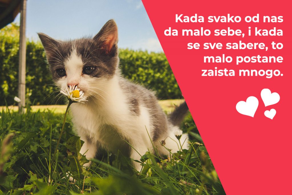 aktivizam - citat aktivizam